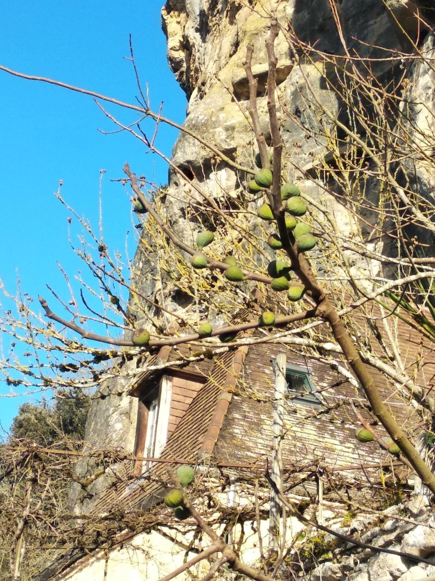 Maison Les Glycines La Roque-Gageac Extérieur photo